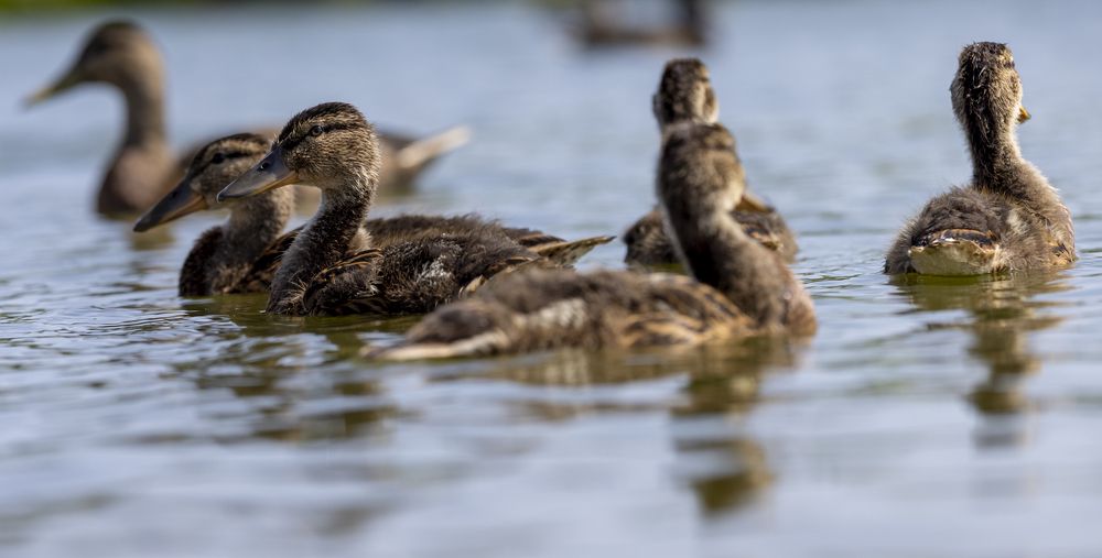 Photograph by Игорь Лейчонок