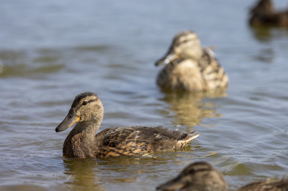 Photograph by Игорь Лейчонок