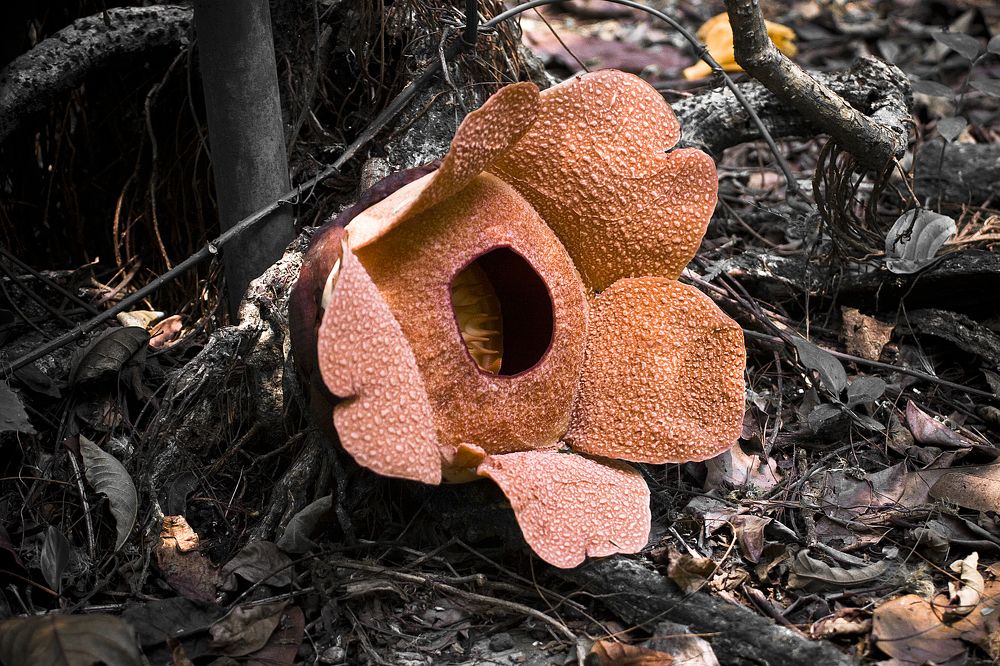 Rafflesia patma Blume