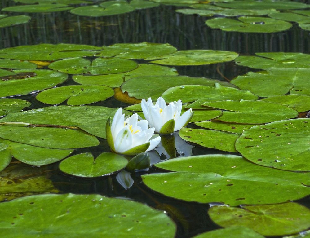 Photograph by Анатолий Максимов