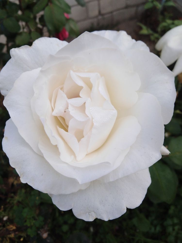 Photograph by Янина Милош