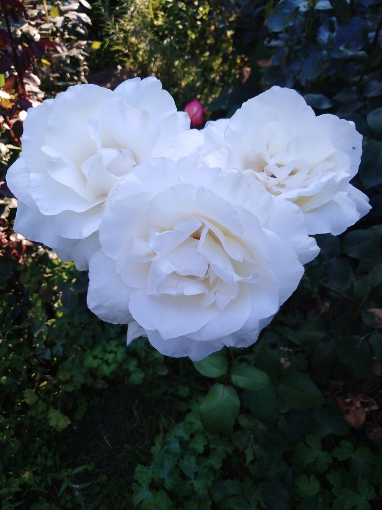 Photograph by Янина Милош