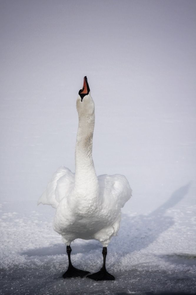 Photograph by Анастасия Астафьева