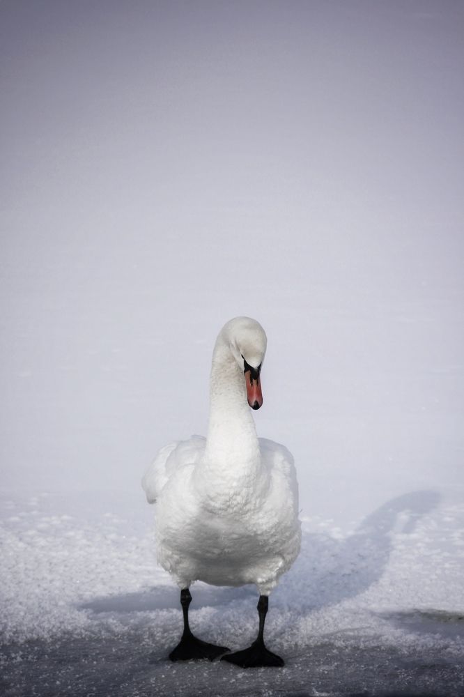 Photograph by Анастасия Астафьева