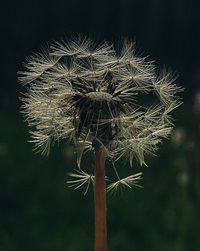 Photograph by Аленa Пономарева