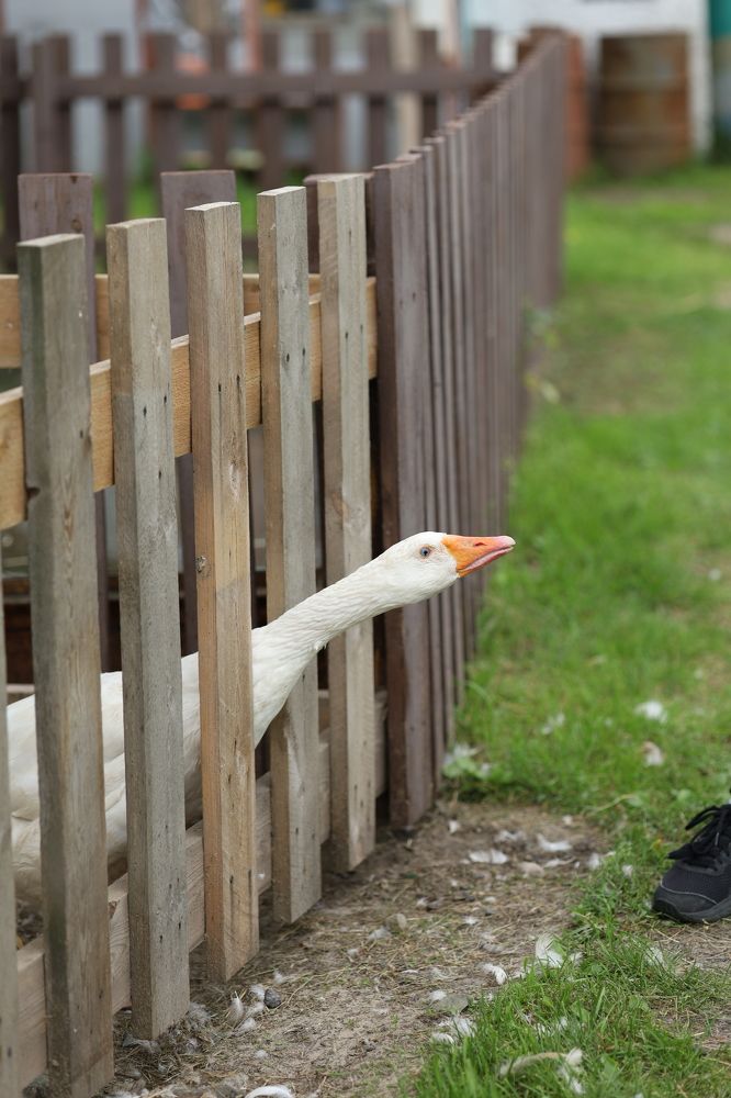 Photograph by Бальзирова Наталья