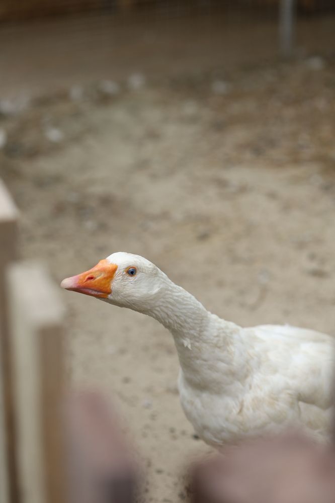 Photograph by Бальзирова Наталья