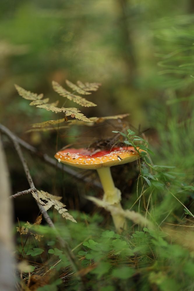 Photograph by Бальзирова Наталья