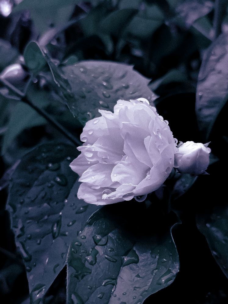 Photograph by Наталья Веряскина