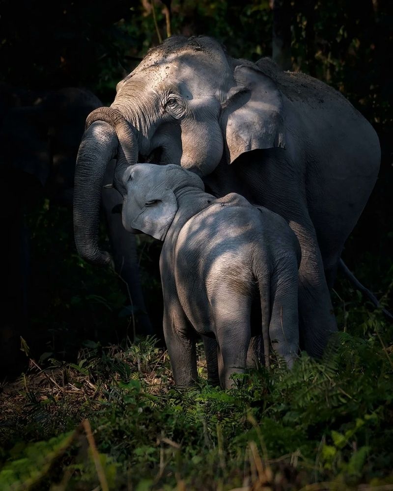 There is no love or devotion like that of a mother for her child !!