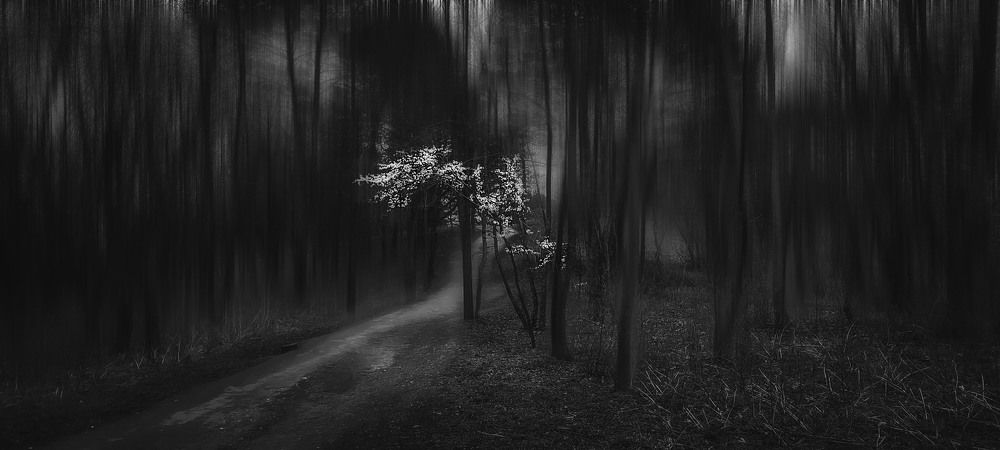 Photograph by 