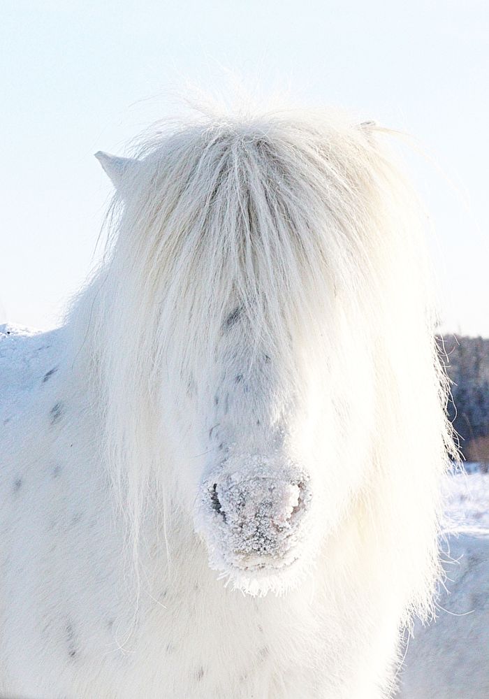 БелоГривая лошадка