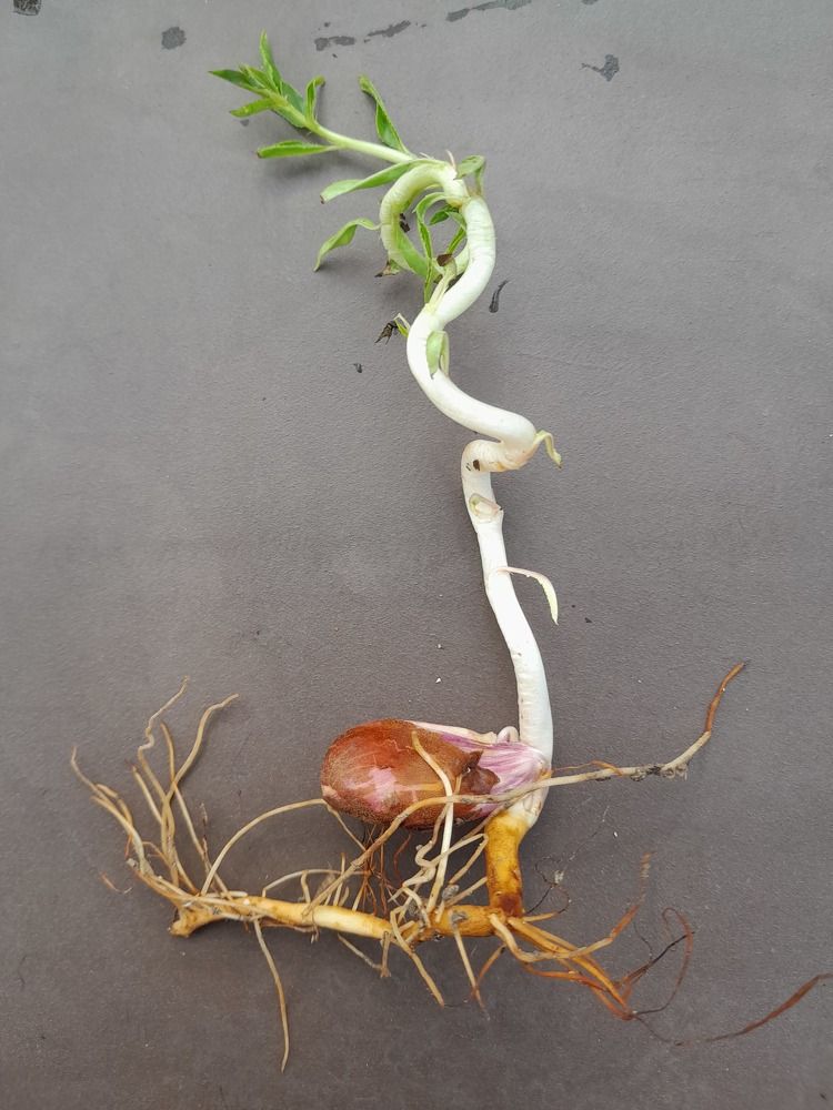 Жажда жизни. Миндаль.