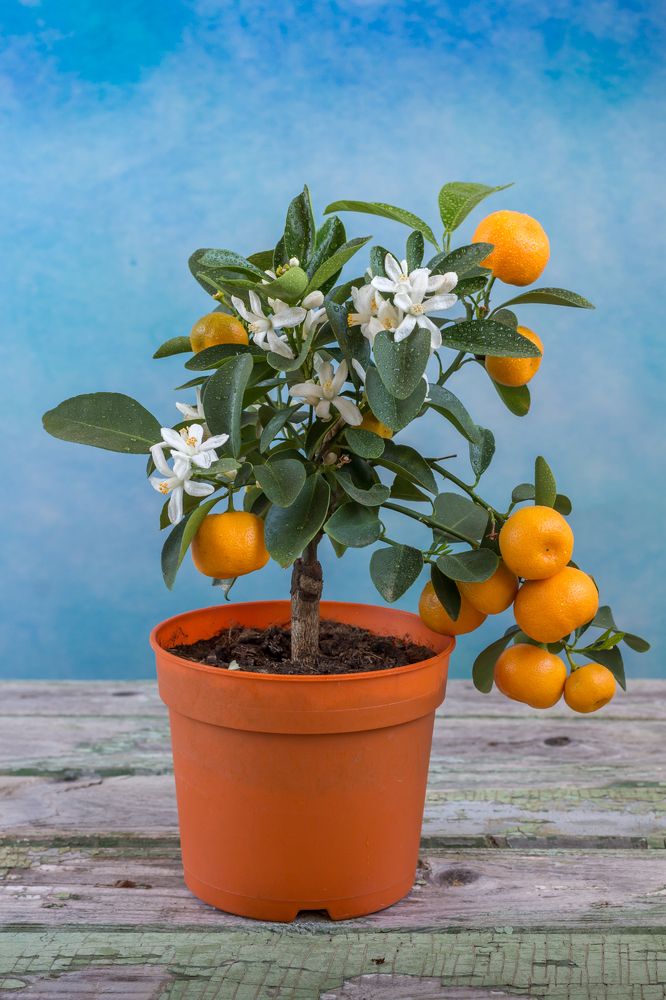 Photograph by Andrius