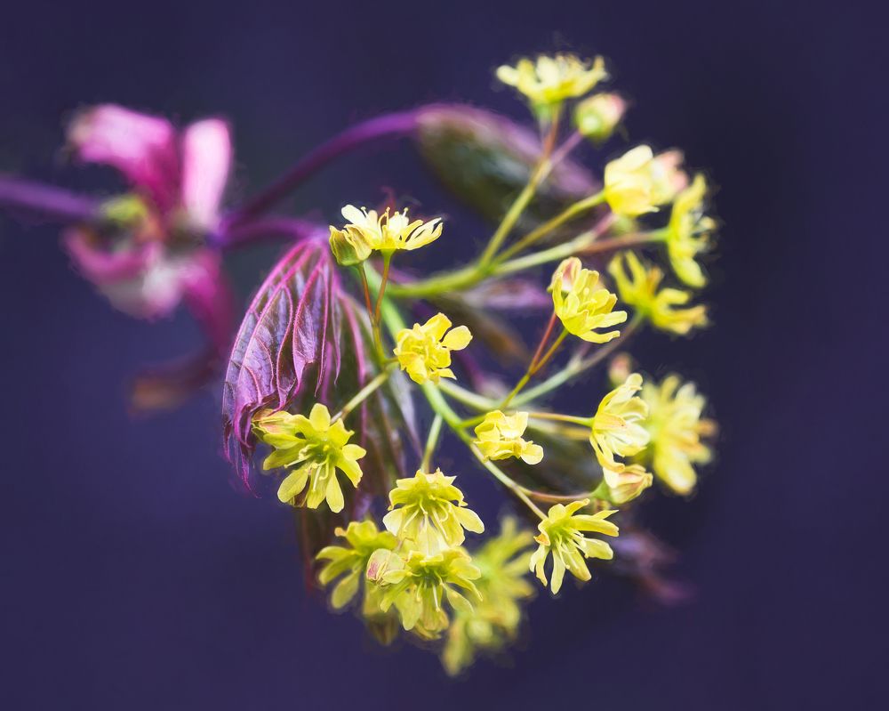 Photograph by Dmitry Ishniyazov