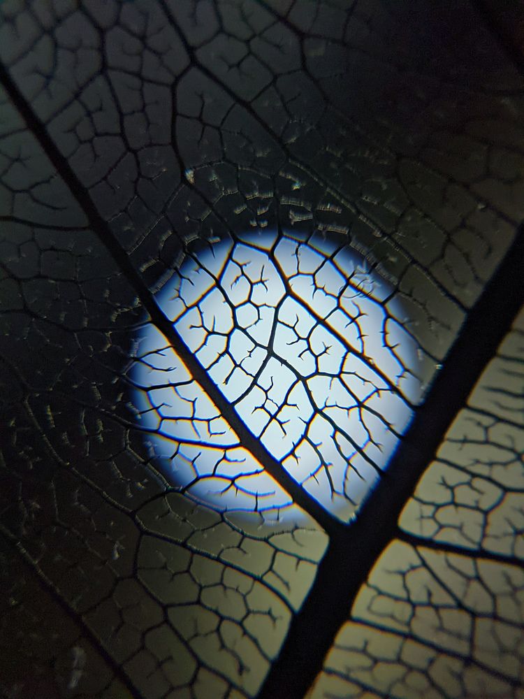 Photograph by Vijayakumar