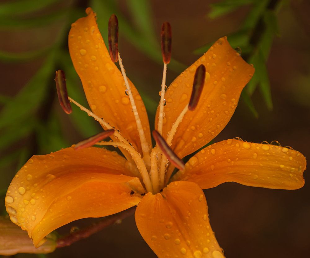 Photograph by Блохина Ольга