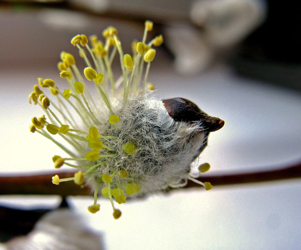 Photograph by Татьяна