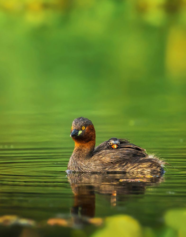 A PLEASING GLIMPSE OF PARENTAL CARE