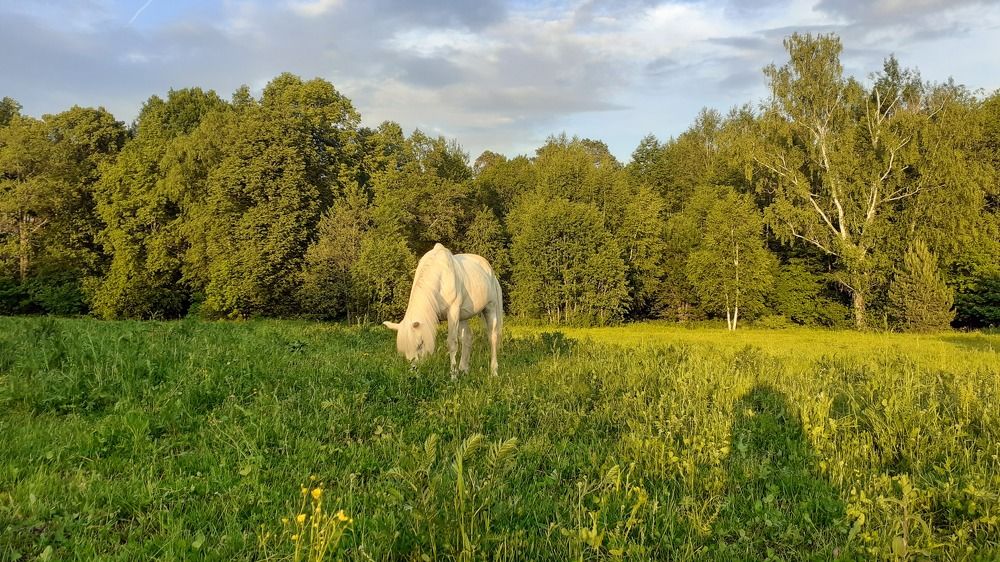 Photograph by Елена Лещева