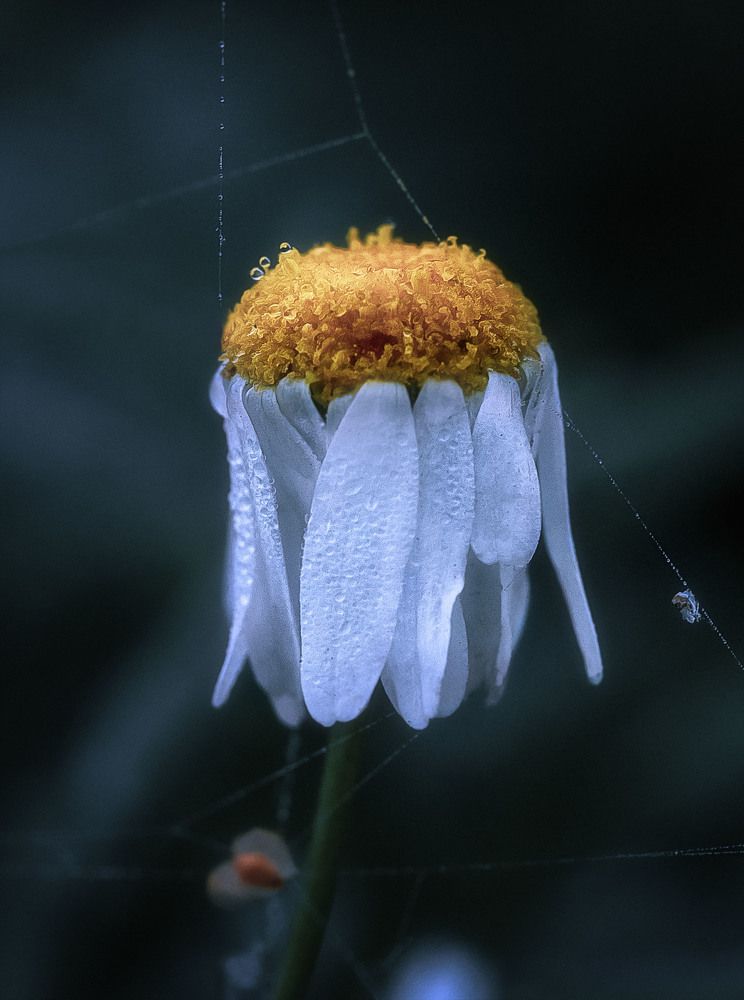 Photograph by Юлия Лушникова