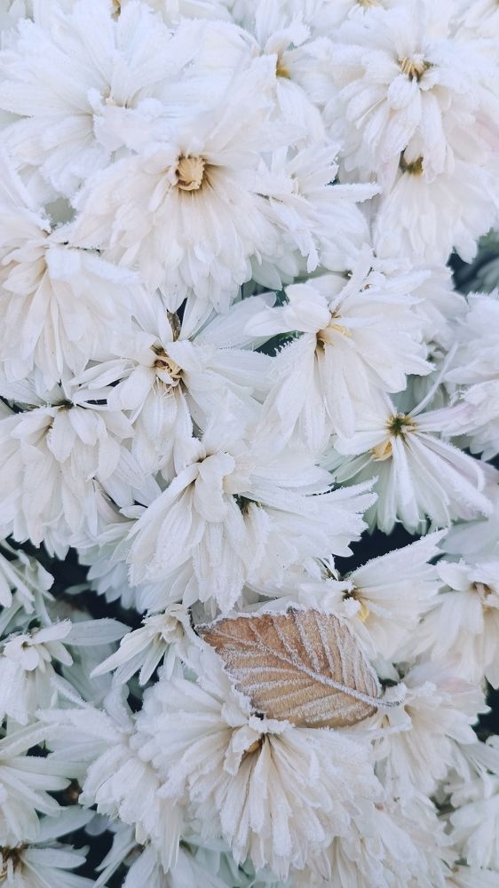 Photograph by Елена Фролова