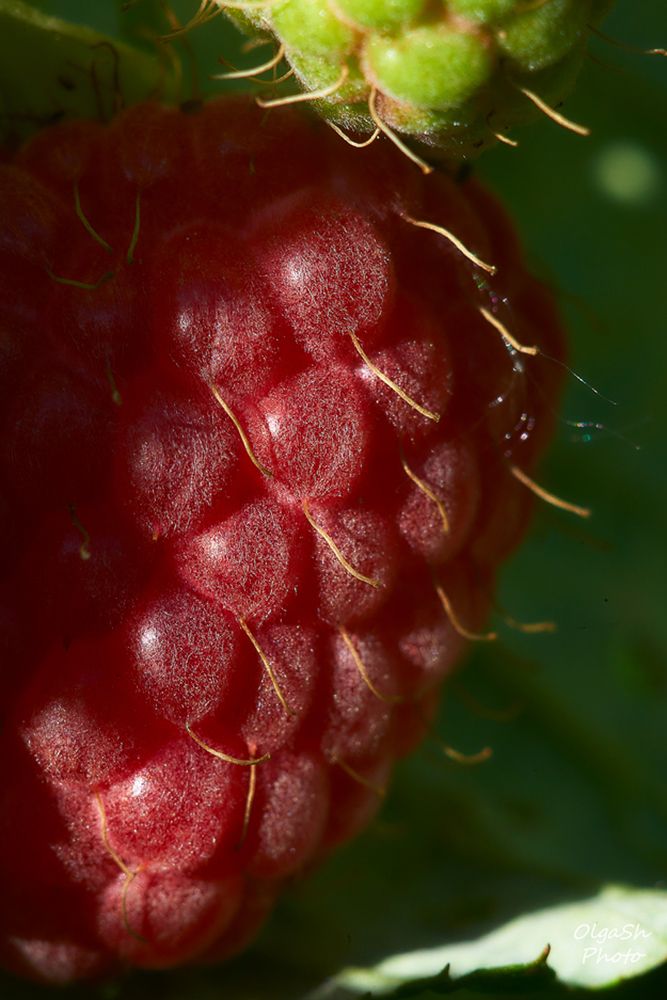 Photograph by Ольга Шибяева