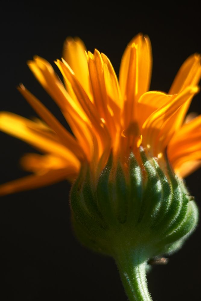 Photograph by Ольга Шибяева