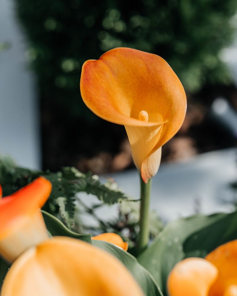 Photograph by Ольга Золотухина