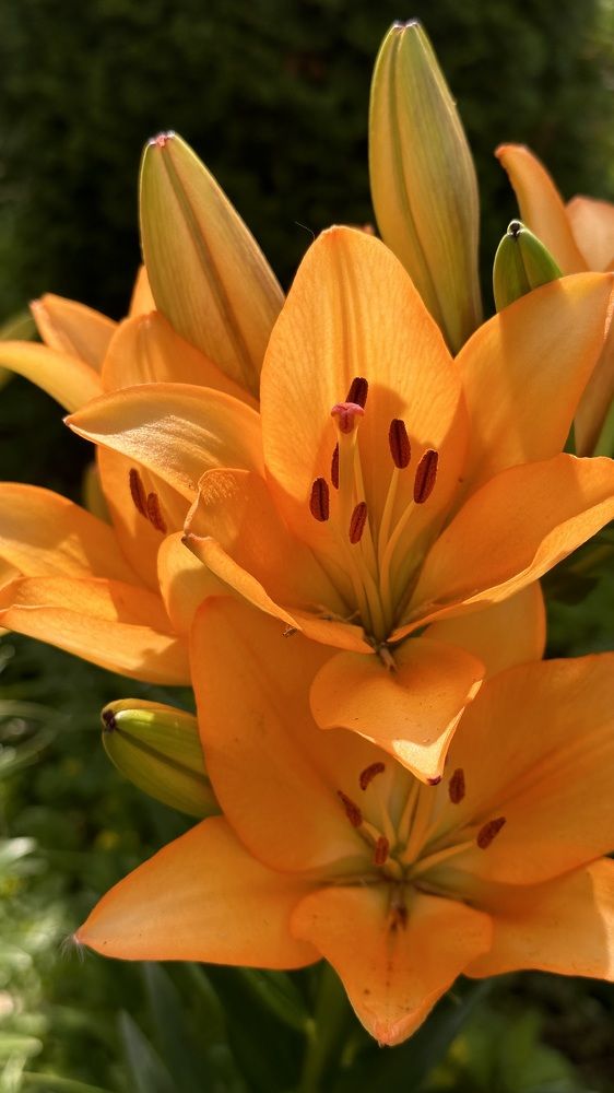 Photograph by Ольга Золотухина