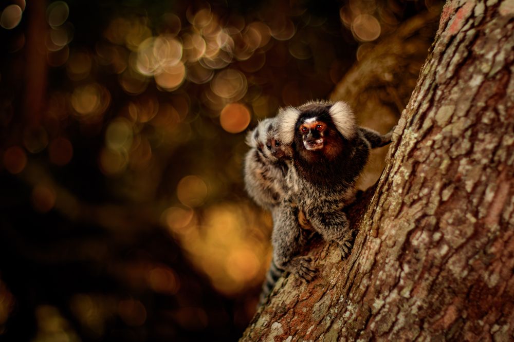 Фотография автора Gabriel de Araujo Almeida