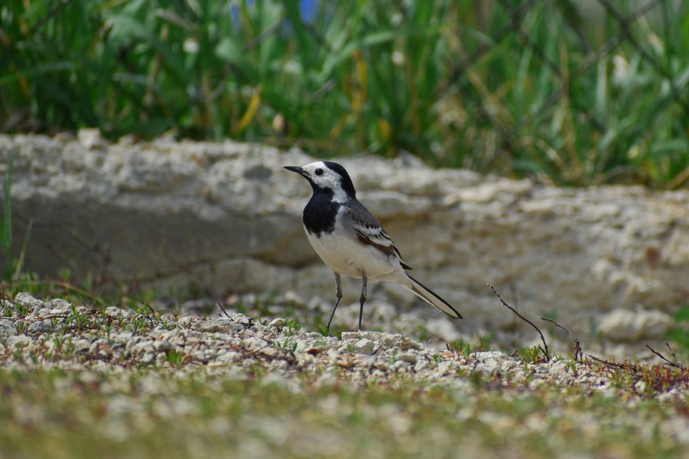 Photograph by Михаил Жарков