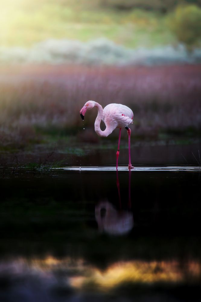 Lonely flamingo