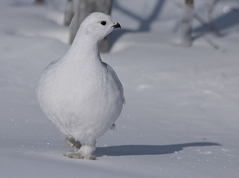 Photograph by Александр Велигура