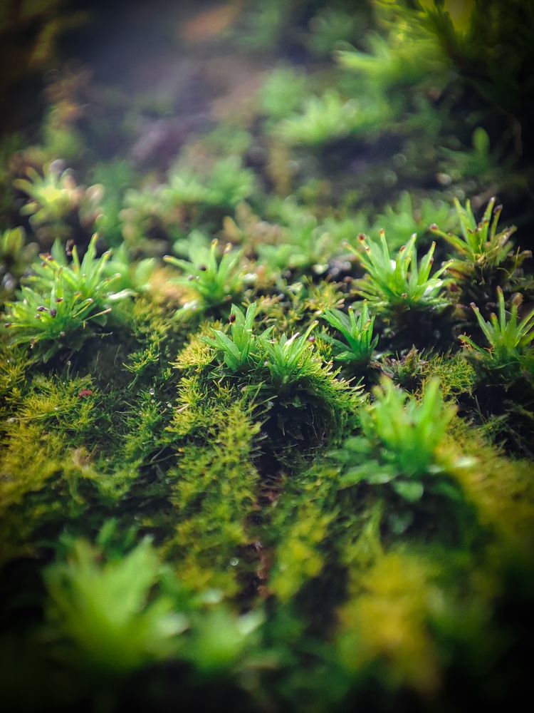 Photograph by Buddhika Dinuranga