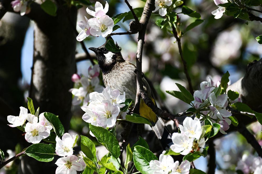 The Himalayan Bulbul with apple flowers