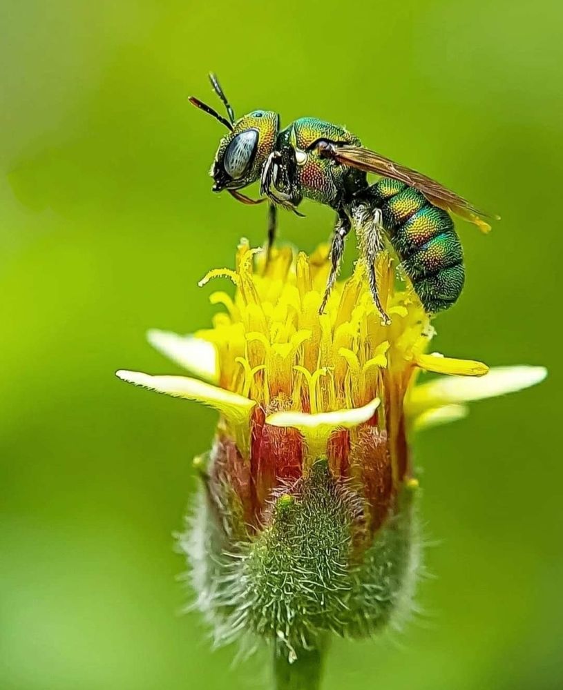 Ceratina or Dwarf Carpenter Bee