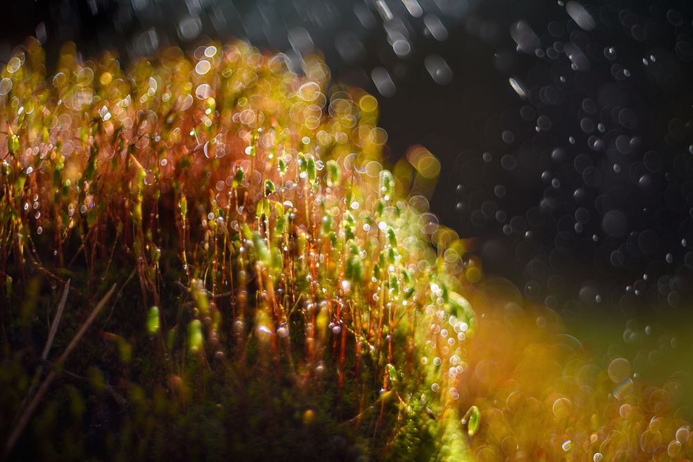 Photograph by Александр Мещеряков