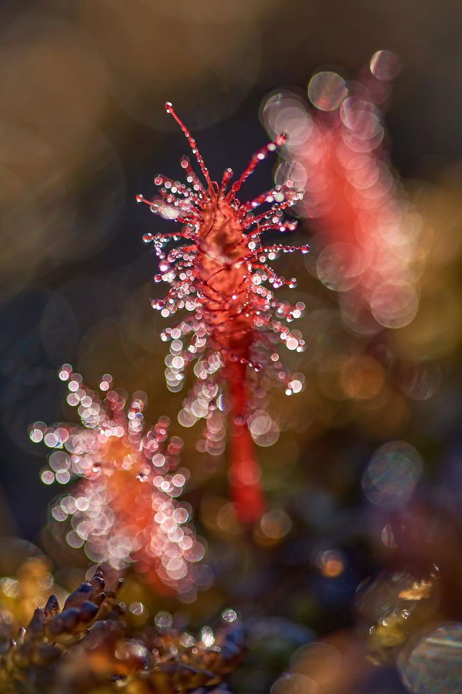 Photograph by Alla Matrosova