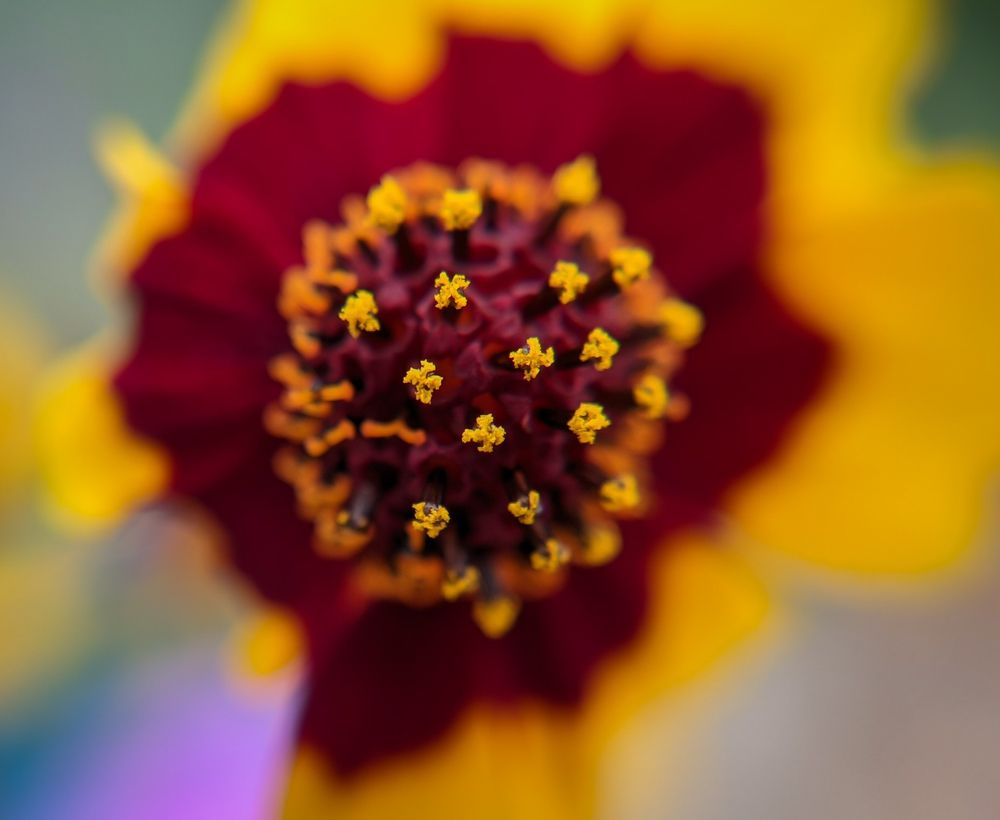 Photograph by Vijayakumar