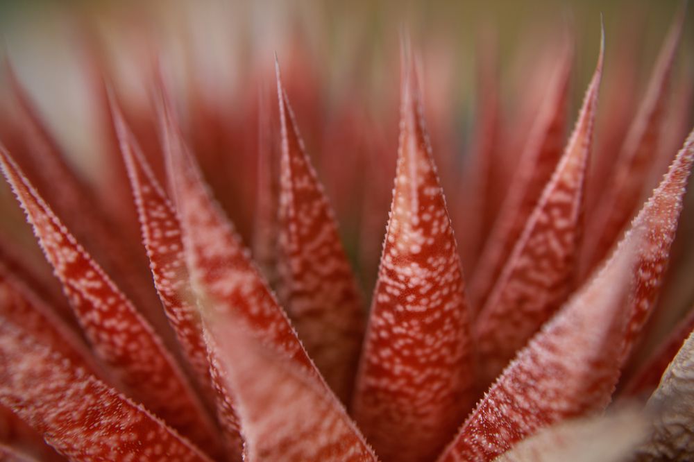 Фотография автора Alicia Bellido