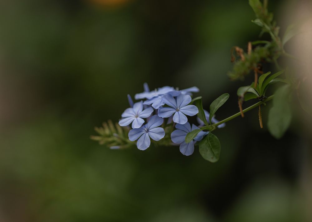 Photograph by Alicia Bellido