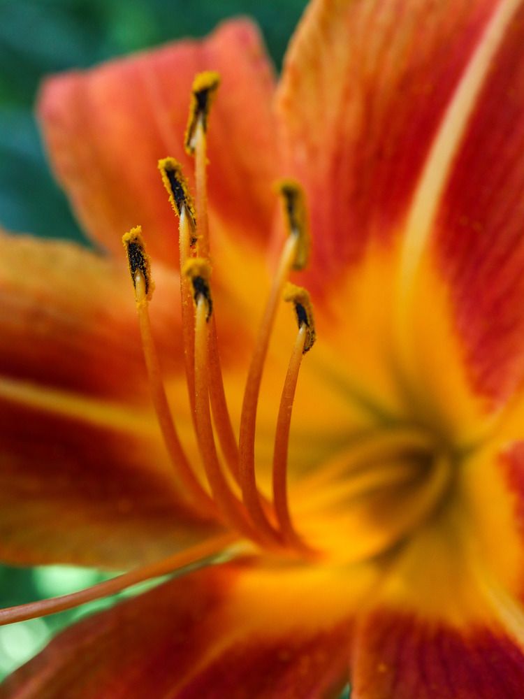 Photograph by Ирина Корабельникова