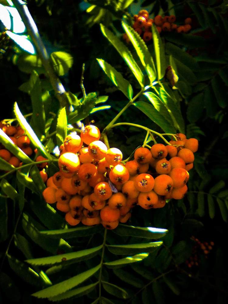 Photograph by Настя Настена