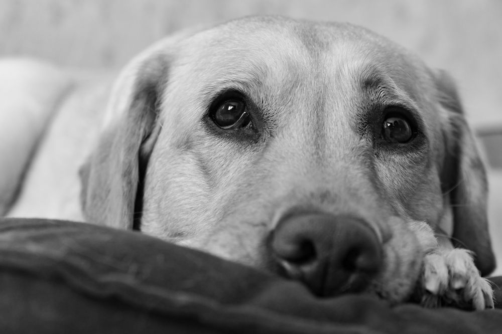 Photograph by Олег Логинов