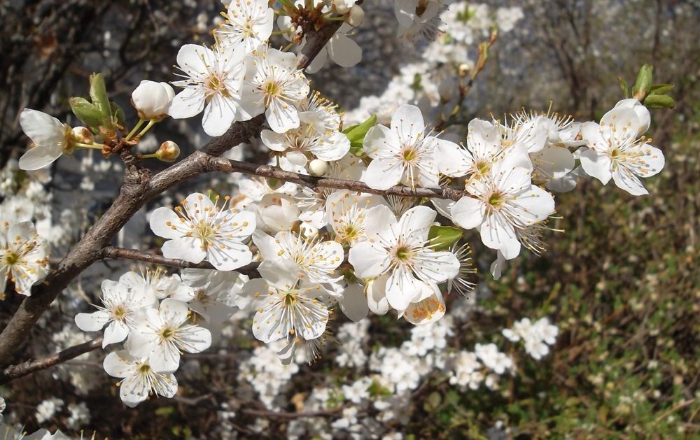 Photograph by Olga Vatkova