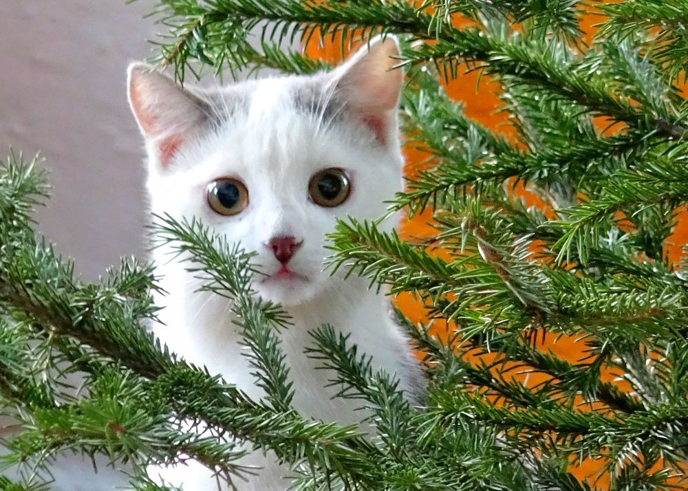 Photograph by Юрий Тимофеев