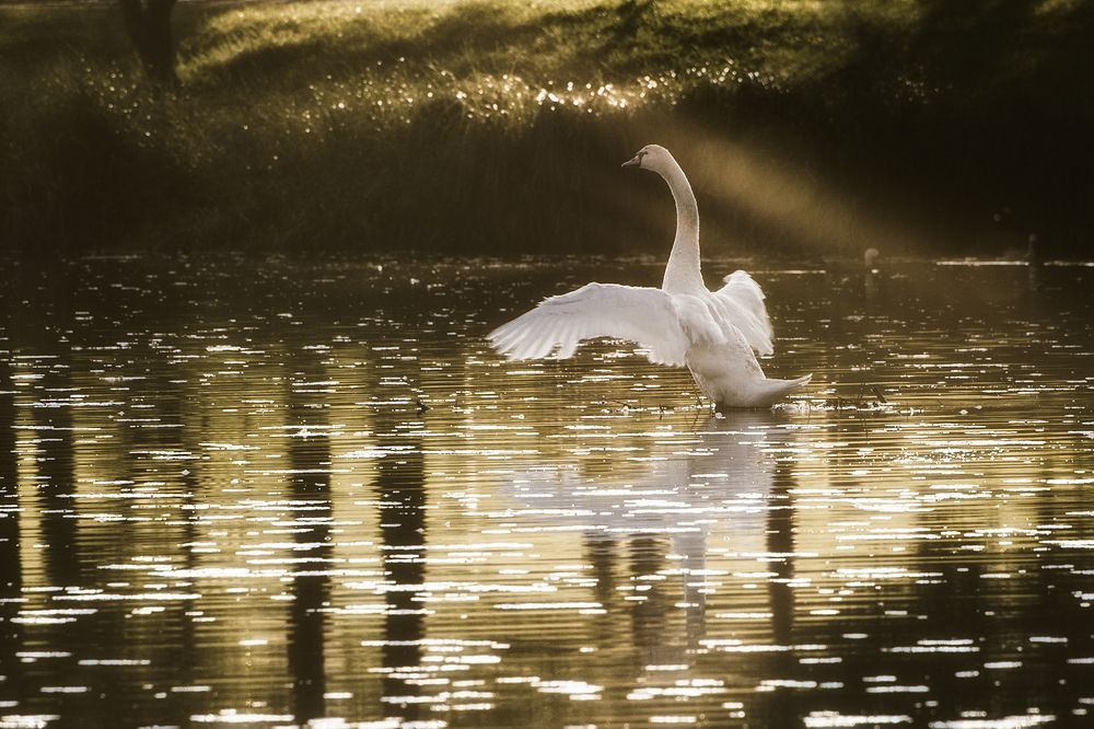 Лебедь в лучах заходящего солнца