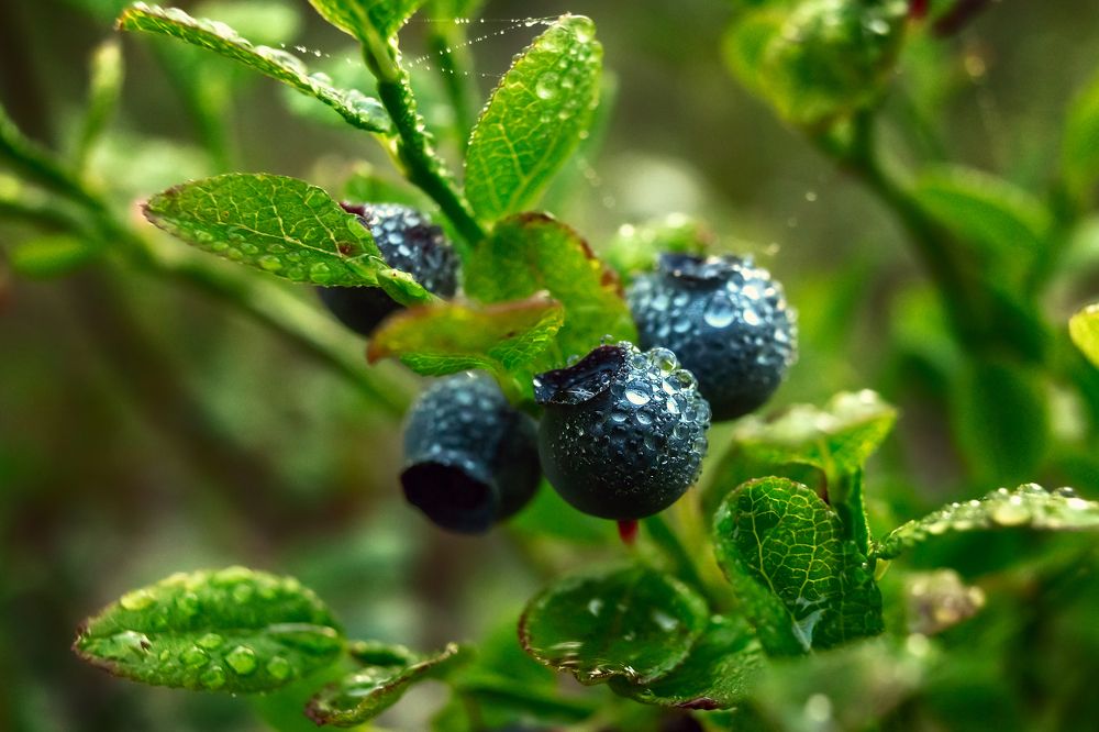 Photograph by Александр Слепцов