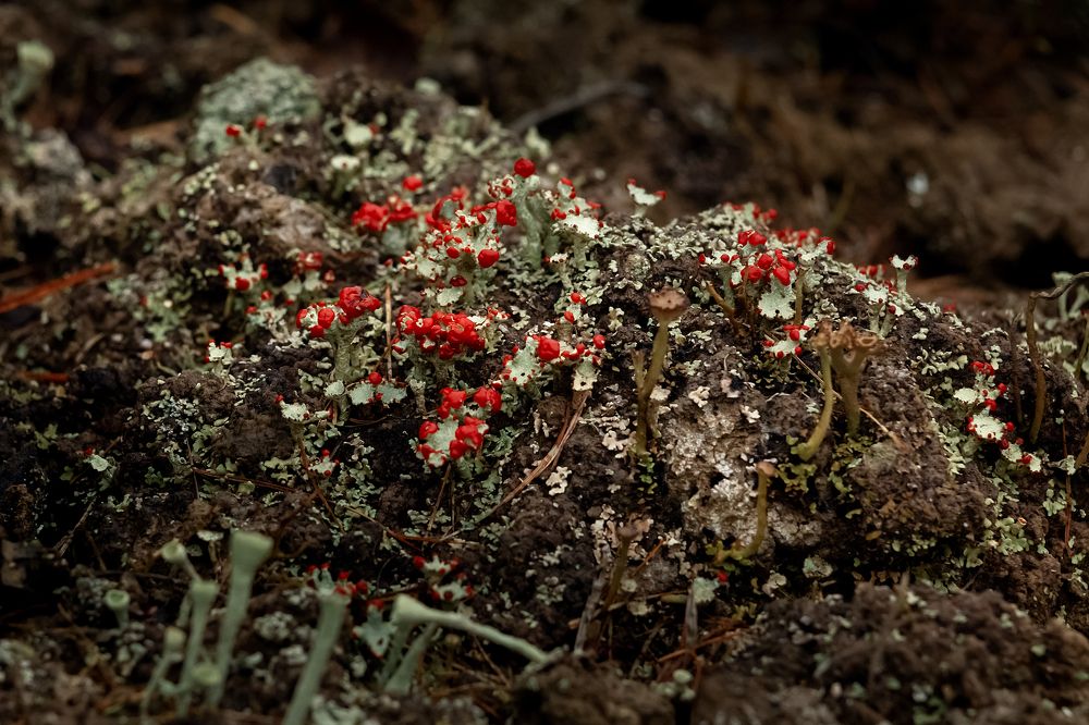 Photograph by Александр Слепцов